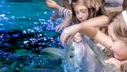 Children are gently touching and interacting with a fish in a touch tank at an aquarium.