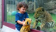 A joyful child holds up a stuffed leopard toy to a glass enclosure where a real leopard appears to be attentively observing it.