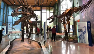 This image shows visitors at a museum observing the towering skeletal displays of a Tyrannosaurus rex and another dinosaur, offering a glimpse into prehistoric life.