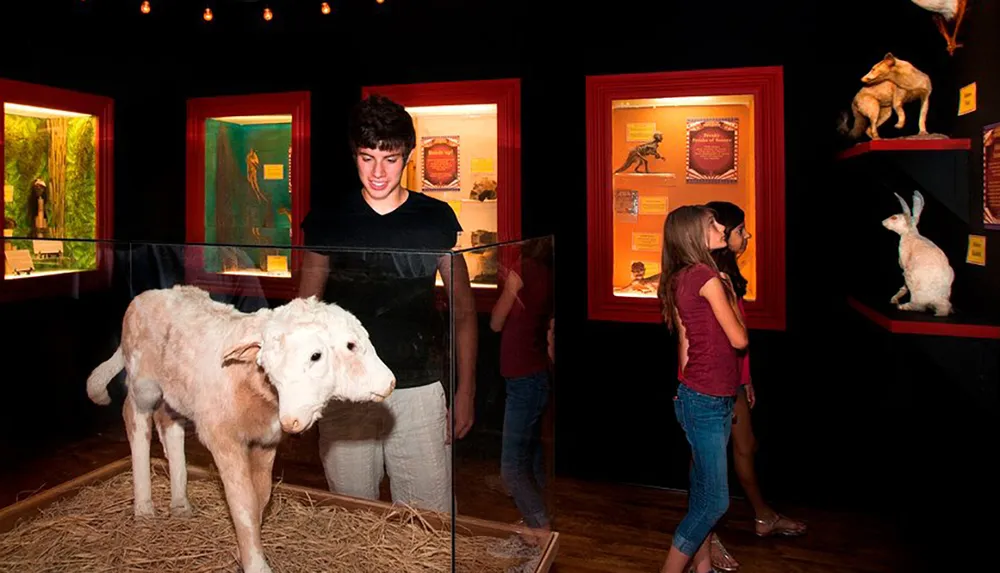 A boy and a girl are looking at various taxidermy animals on display inside a dark exhibition room with the focus on a two-headed calf in the foreground