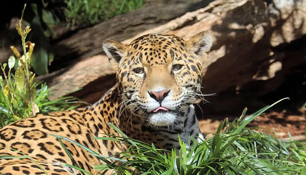 A jaguar is lounging in a grassy area sticking its tongue out slightly in what could be interpreted as a relaxed or playful expression