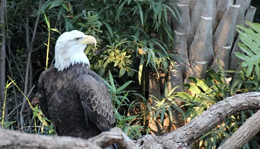 A majestic bald eagle perched on a branch against a backdrop of green foliage