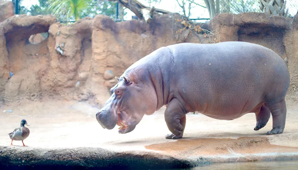 A hippopotamus stands on sandy ground near water facing a duck that is walking along the edge