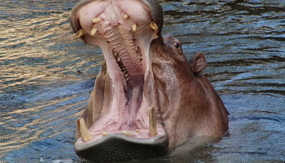 A hippopotamus is yawning or displaying its mouth wide open while partially submerged in the water