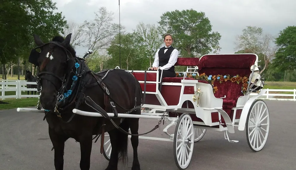 A person in formal attire is driving a decorated horse-drawn carriage with a black horse