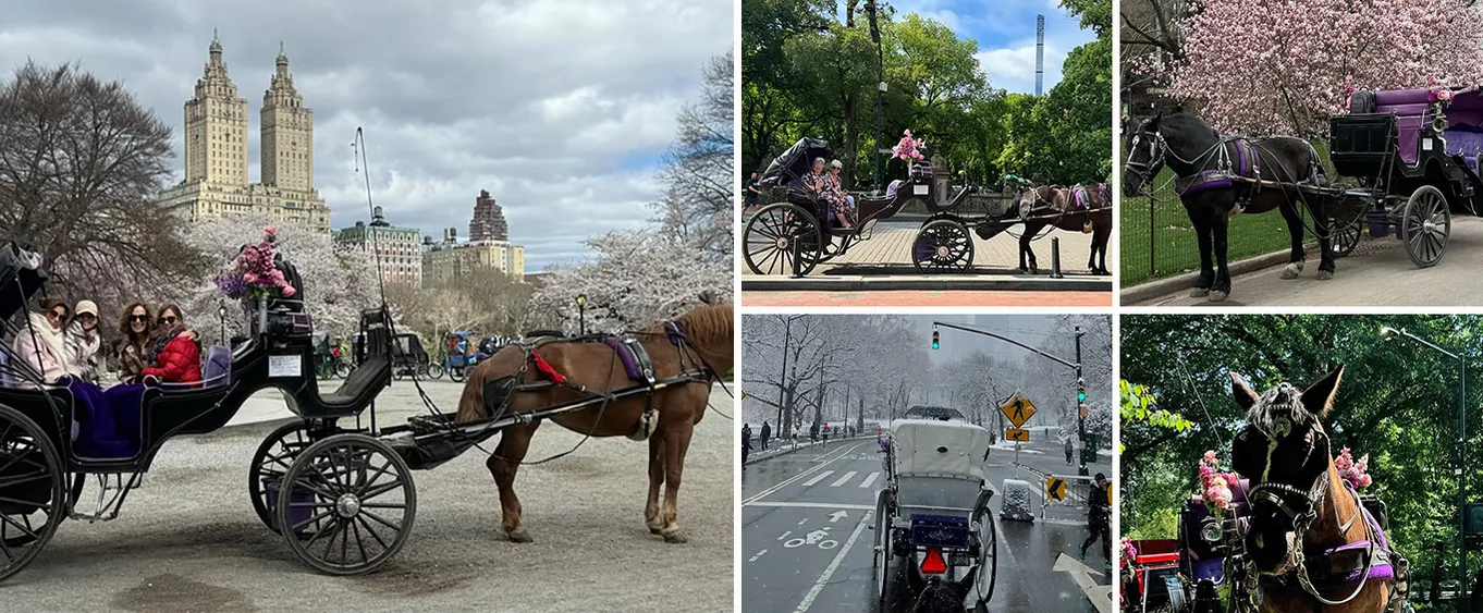 Empire State Central Park Horses Carriage Ride