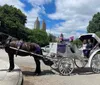 A horse with a purple feathered headdress is harnessed to a white carriage adorned with similar purple accents parked on a roadside with other carriages and trees in the background which suggests a leisurely or tourist area