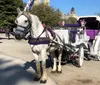 A horse with a purple feathered headdress is harnessed to a white carriage adorned with similar purple accents parked on a roadside with other carriages and trees in the background which suggests a leisurely or tourist area