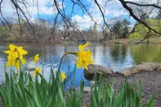 Blooming daffodils in the foreground accentuate a tranquil scene of a pond and distant city buildings, hinting at an urban park in springtime.
