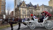 A horse-drawn carriage with passengers is on a city street, likely a touristic activity, with historic buildings in the background.