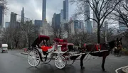 A horse-drawn carriage with passengers is traveling along a path in Central Park, with the New York City skyline in the background.
