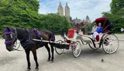 A horse-drawn carriage with passengers is parked in what looks like a city park, with tall buildings in the background.